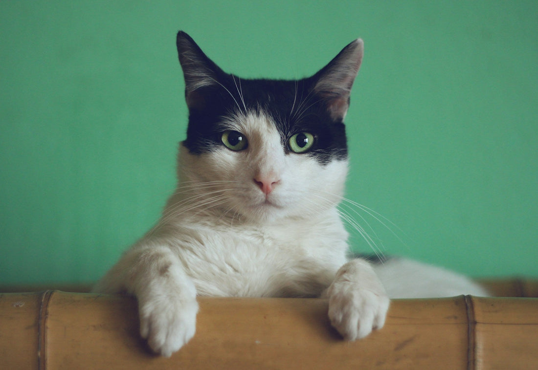 How to Keep Your Indoor Cat Happy and Stimulated: Expert Tips