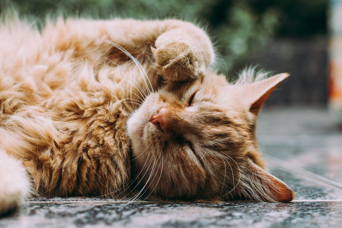 Top 10 Must-Have Products for Every Cat Owner in 2025