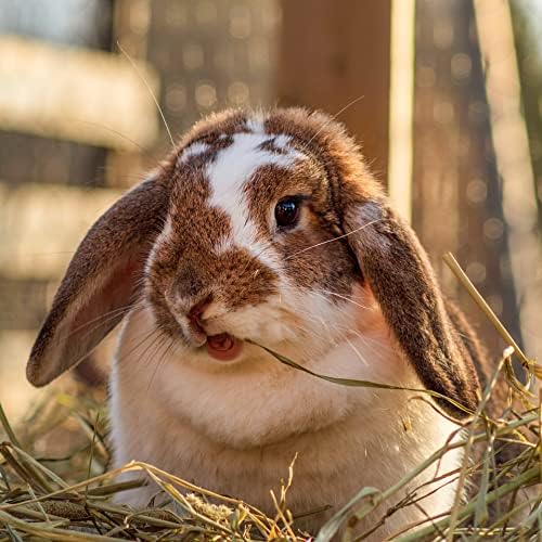 Blue Mountain Hay | Fresh Organic Oat Hay (15 Ounce) | Good for Sensitive Digestion | High-Altitude Hay Pet Food for Rabbits, Guinea Pigs, Chinchillas, Hamsters, and Other Small Pets