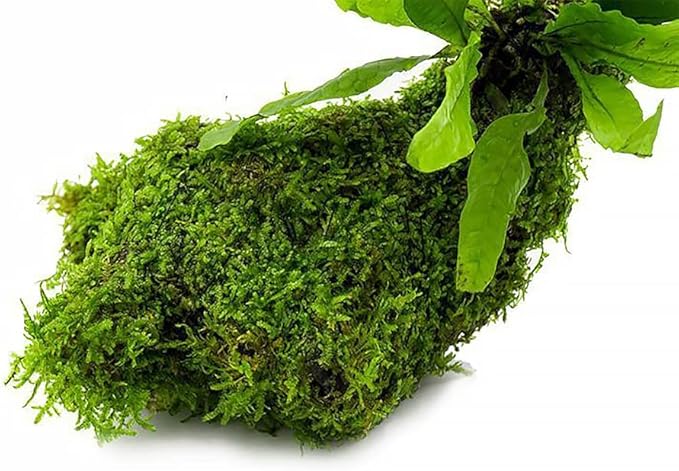 Live Aquarium Plants on Driftwood, Lava Rock, Moss, Fiber Mat - Freshwater Fish Tanks - Easy, Beginner Friendly (Java Fern with Moss, Driftwood (Medium))