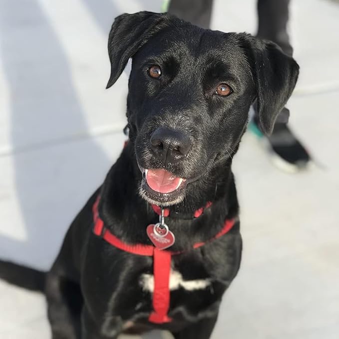 PUPTECK No Pull Dog Harness Soft Adjustable Basic Nylon Step in Puppy Vest Outdoor Walking with ID Tag X-Small Red