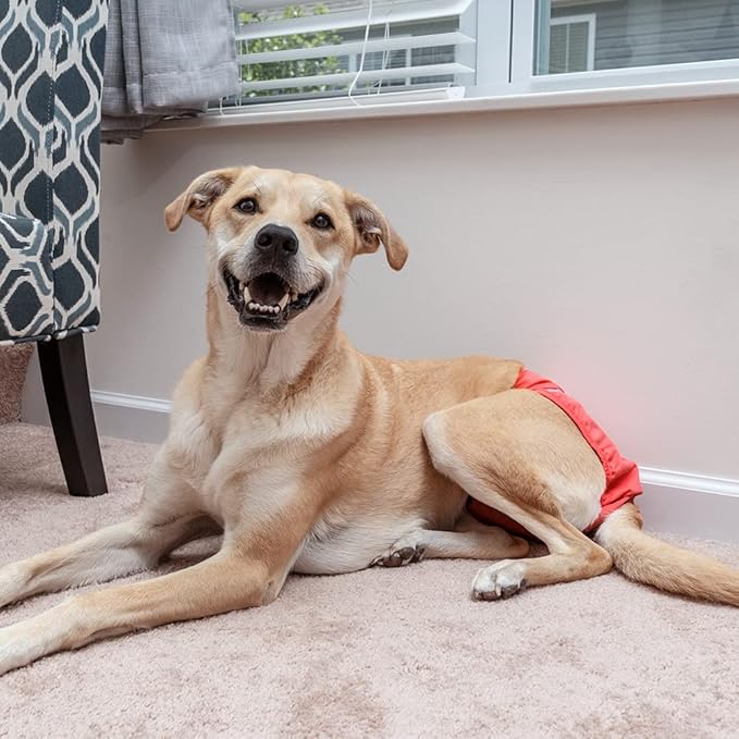 Pet Parents® Washable Dog Diapers (3pack) + Extendrs® of Durable Doggie Diapers, Premium Dog Diapers Female (Medium, Southern Belle)