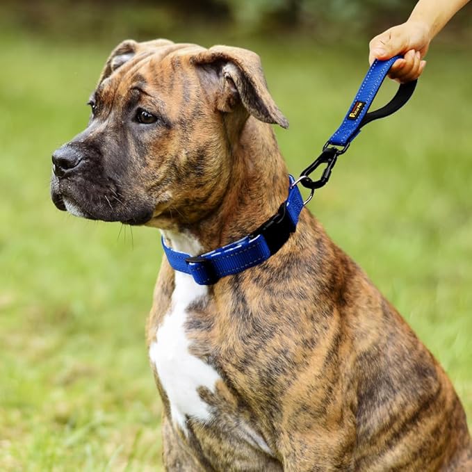 PLUTUS PET Short Dog Leash, Reflective Nylon Padded Handle, Strong Traffic Leash with Carabiner Clip, Perfect for Large or Medium Dogs (10”,Royal Blue)