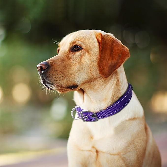 Fida Heavy Duty Dog Collar, Ultra Comfortable Soft Neoprene Padded, Adjustable Reflective Nylon Pet Collar with Durable Metal Belt Buckle for Large Breeds (L, Purple)
