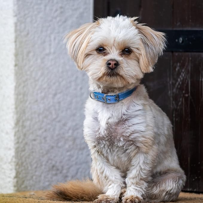 Fida Heavy Duty Dog Collar, Ultra Comfortable Soft Neoprene Padded, Adjustable Reflective Nylon Pet Collar with Durable Metal Belt Buckle for Small Breeds (S, Blue)