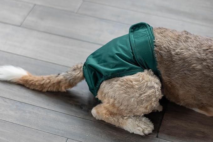 Pet Parents® Washable Dog Diapers (3pack) + Extendrs® of Durable Doggie Diapers, Premium Dog Diapers Female (Large, Spruce)