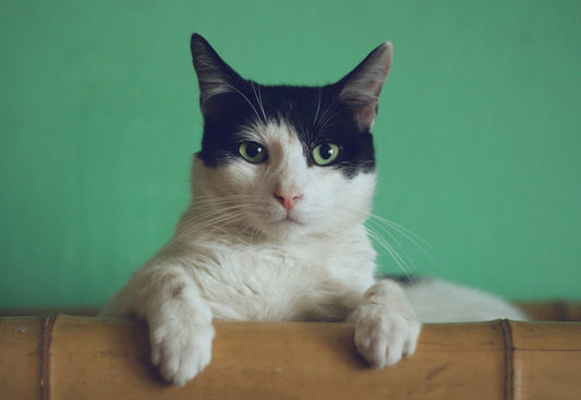 How to Keep Your Indoor Cat Happy and Stimulated: Expert Tips