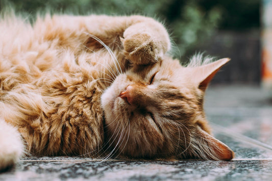 Top 10 Must-Have Products for Every Cat Owner in 2025