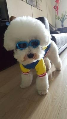 Outdoor Dog Sunglasses Anti-UV Eye Protection Goggles Waterproof Windproof Anti-Fog for Small Pet Puppy Cat (Blue)