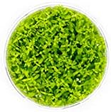 Ultum Nature Systems Pearl Weed Micranthemum Micranthemoides Tissue Culture Live Plant for Aquarium, Aquascape, Freshwater Fish Tanks - 100% Snail Free in Vitro