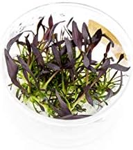 Ultum Nature Systems Echinodorus Aflame Tissue Culture Live Plant for Aquarium, Aquascape, Freshwater Fish Tanks - 100% Snail Free in Vitro