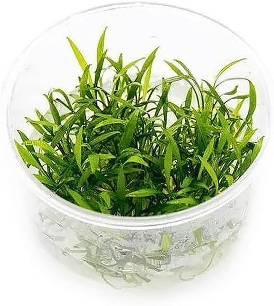 Ultum Nature Systems Cryptocoryne Parva Tissue Culture Live Plant for Aquarium, Freshwater Fish Tank, Aquascaping - 100% Snail Free in Vitro