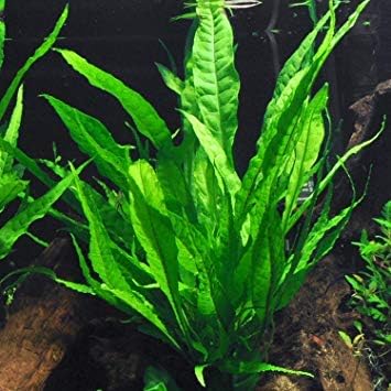 Potted Microsorum Plants - Java Fern | Live Freshwater Aquatic Plants for Aquariums and Terrariums - Low Light, Low Maintenance Plants. (Potted Microsorum Broad)