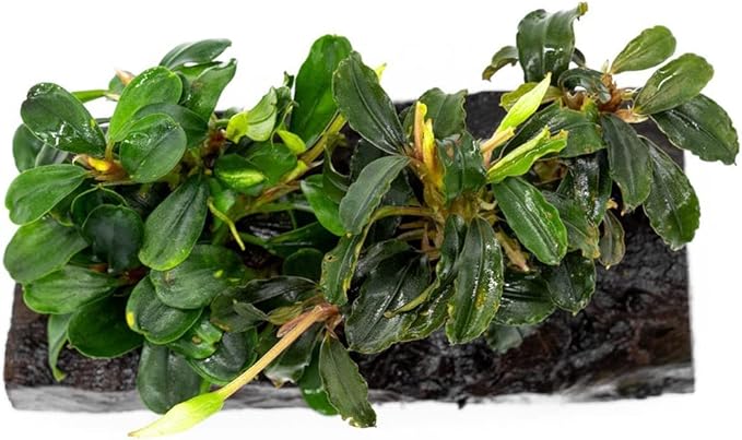 Live Aquarium Plants on Driftwood, Lava Rock, Moss Mat - Freshwater Fish Tank Plants (Bucephalandra Mix, Driftwood (Medium))