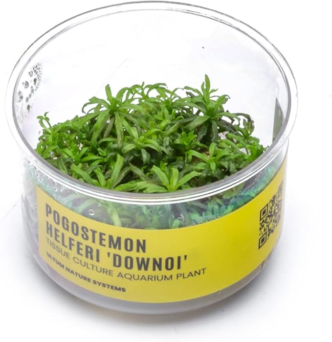 Ultum Nature Systems Downoi Pogostemon Helferi Tissue Culture Live Plant for Aquarium, Aquascape, Freshwater Fish Tanks - 100% Snail Free in Vitro