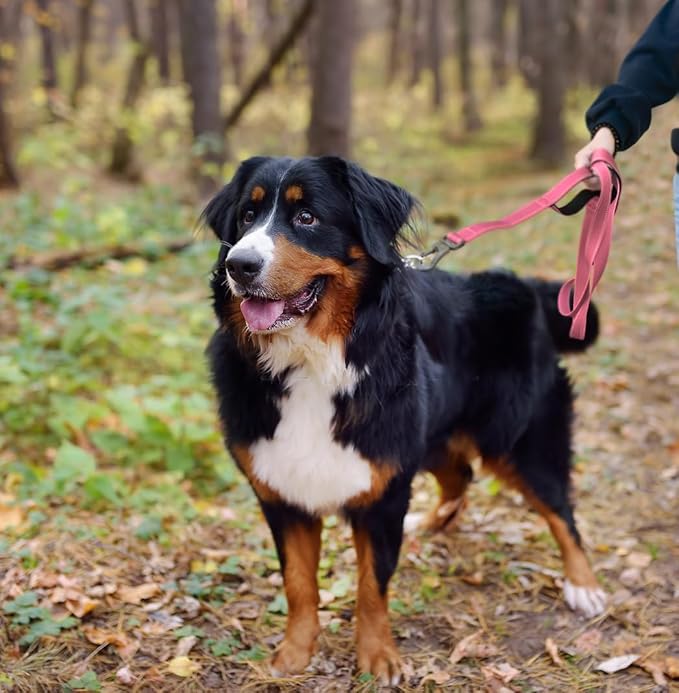 TwoEar 5FT 1IN Strong Pink Dog Leash with 2 Padded Handles, Traffic Handle Extra Control, Comfortable Soft Dual Handle, Auto Lock Hook, Reflective Walking Lead for Small Medium and Large Dogs