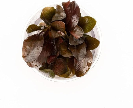 Ultum Nature Systems Live Tissue Culture - Echinodorus 'Reni' (Echinodorus reni) - Easy - Medium to High Light - Red and Green Accent - Midground - 100% Snail Free Grown in-Vitro - Small Cup