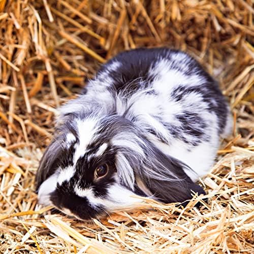 Blue Mountain Hay | Fresh Timothy Hay (40 Ounce) | Great for All Ages | High-Altitude Hay Pet Food for Rabbits, Guinea Pigs, Chinchillas, Hamsters, and Other Small Pets