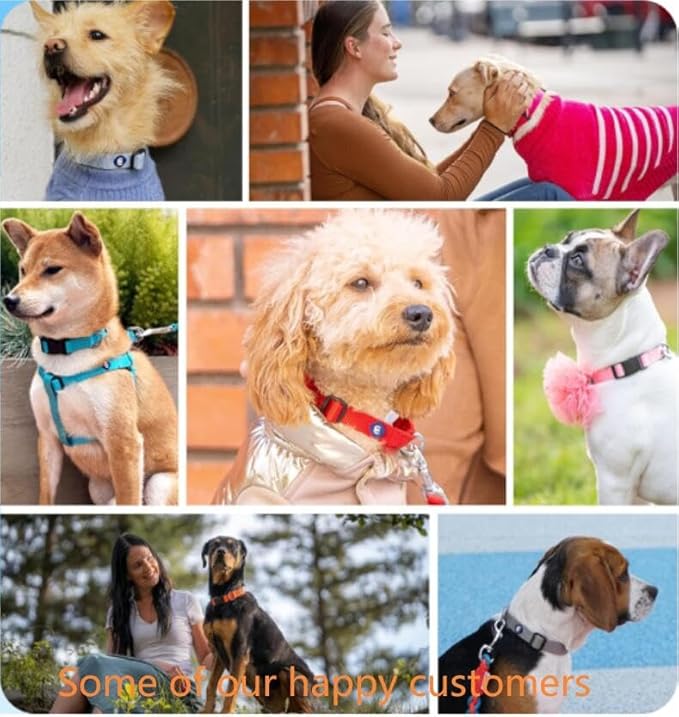 Blueberry Pet Essentials Small Dog Collar in Royal Blue | Adjustable & Eco-Friendly Durable Nylon Strap | Classic Collar for Small Dogs, Boy & Girl Pets