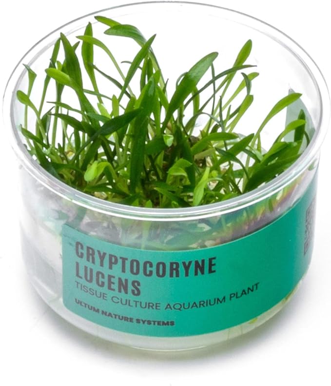 Ultum Nature Systems Cryptocoryne Lucens Tissue Culture Live Plant for Aquarium, Aquascape, Freshwater Fish Tanks - 100% Snail Free in Vitro