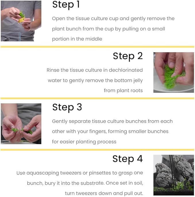 UNS Snail Free TC Bucephalandra Kedagang Japan (Bucephalandra sp. 'Kedagang Japan') - Low to Medium Light, Dark Green Leaves, Foreground to Midground - Tissue Culture - 1 Pack