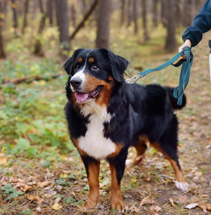 TwoEar 5FT 1IN Strong Blue Dog Leash with 2 Padded Handles, Traffic Handle Extra Control, Comfortable Soft Dual Handle, Auto Lock Hook, Reflective Walking Lead for Small Medium and Large Dogs