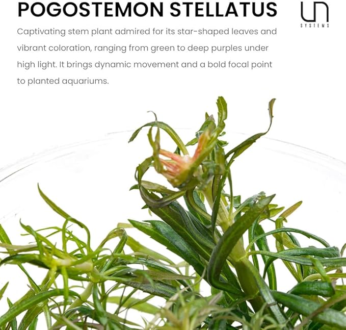 Ultum Nature Systems Live Tissue Culture - Pogostemon Stellatus 'Dassen' - Moderate - High Light - Green to Reddish Accent - Background - 100% Snail Free Grown in-Vitro - Regular Cup