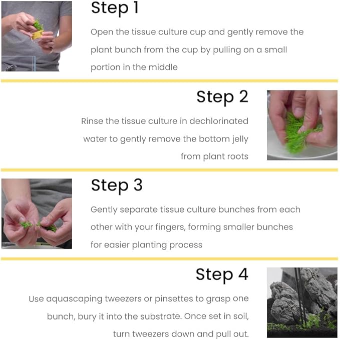 Ultum Nature Systems Live Tissue Culture - Pogostemon Stellatus 'Dassen' - Moderate - High Light - Green to Reddish Accent - Background - 100% Snail Free Grown in-Vitro - Regular Cup