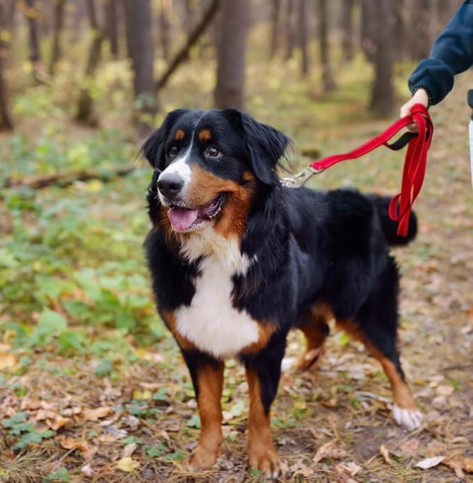 TwoEar 4FT 1IN Strong Red Dog Leash with 2 Padded Handles, Traffic Handle Extra Control, Comfortable Soft Dual Handle, Auto Lock Hook, Reflective Walking Lead for Small Medium and Large Dogs