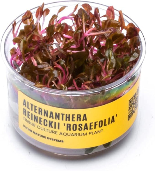 Ultum Nature Systems Alternanthera Reineckii Rosaefolia Red Stem Tissue Culture Live Plant for Aquarium, Aquascape, Freshwater Fish Tanks - 100% Snail Free in Vitro