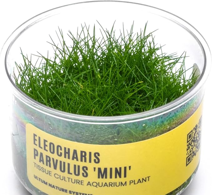 Ultum Nature Systems Mini Dwarf Hair Grass Eleocharis Parvulus Tissue Culture Live Plant for Aquarium, Aquascape, Freshwater Fish Tanks - 100% Snail Free in Vitro