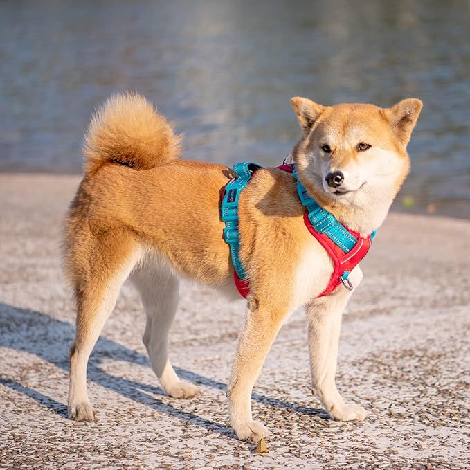 PHOEPET No Pull Dog Harness, Unique Colors Reflective Adjustable Dog Vest, with Soft Training Handle Metal Clips for Small Medium Large Dogs (Red Base & Teal Straps,S)