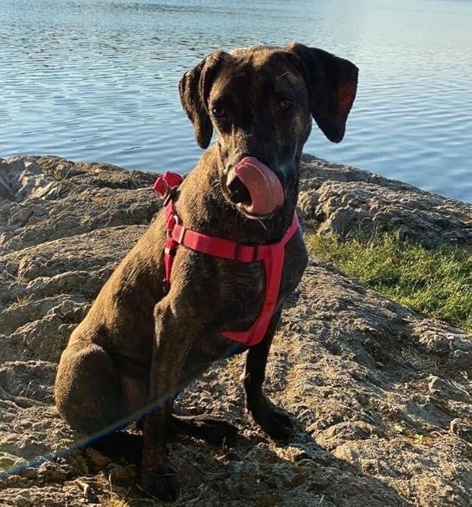 PUPTECK No Pull Dog Harness Soft Adjustable Basic Nylon Step in Puppy Vest Outdoor Walking with ID Tag Medium DeepPink