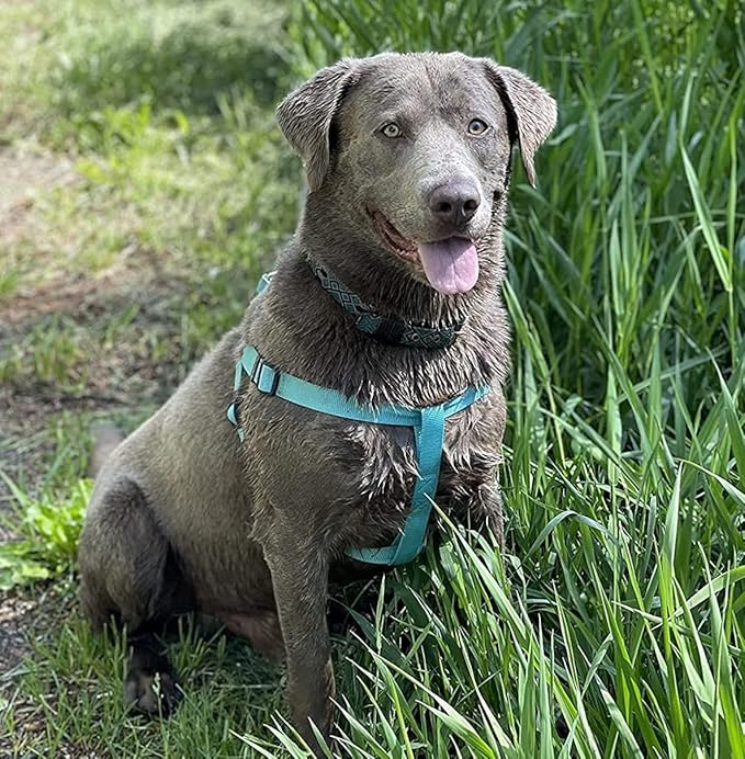 PUPTECK No Pull Dog Harness Soft Adjustable Basic Nylon Step in Puppy Vest Outdoor Walking with ID Tag Medium