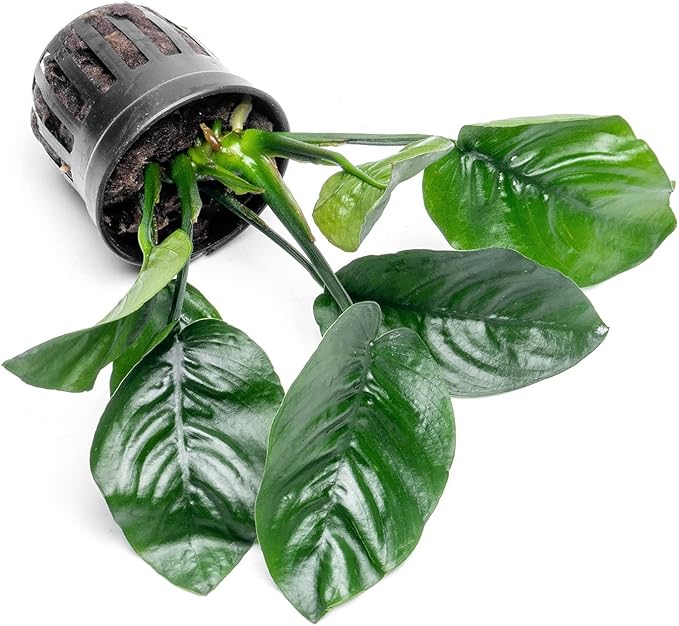 Anubias Live Aquarium Plants - Potted Freshwater Plant for Fish Tanks, Terrariums - Beginner Friendly Low Light (Barteri Butterfly, 3 Pots)