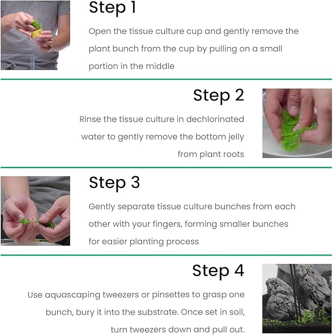 Ultum Nature Systems Live Tissue Culture - Bucephalandra Kedagang Round Mini - Easy Care - Low to Medium Light - Dark Green and Red Accent - Foreground - 100% Snail Free Grown in-Vitro - Small Cup