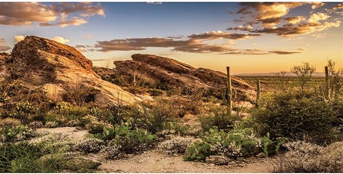 AWERT Reptile Habitat Background Blue Sky Oasis Cactus Sun and Desert Terrarium Background 36x24 inches Durable Polyester Background