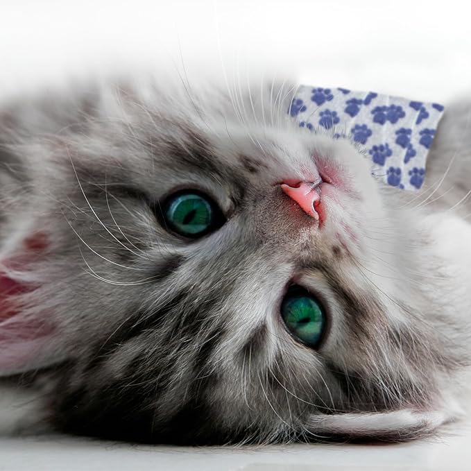 PetFlex Paw Pack – Flexible Self-Adhering Elastic Bandage for Wound Care – First Aid Wrap for Small Animals Like Dogs, Cats, and Other Pets - 2 inch, 2 Rolls