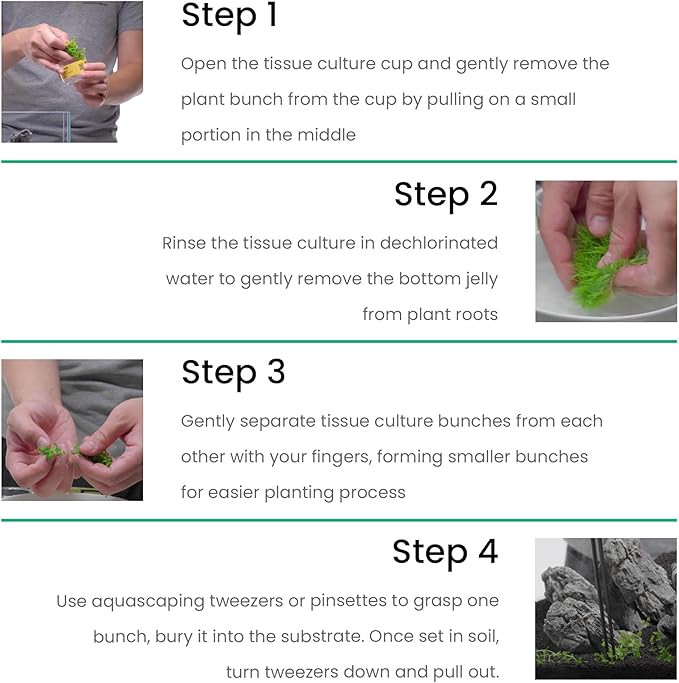 Ultum Nature Systems Cryptocoryne Beckettii Petchii Tissue Culture Live Plant for Aquarium, Aquascape, Freshwater Fish Tanks - 100% Snail Free in Vitro