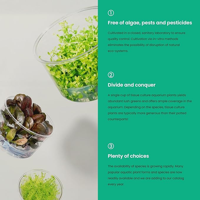 Ultum Nature Systems Hedyotis Salzmannii Tissue Culture Live Plant for Aquarium, Freshwater Fish Tank, Aquascaping - 100% Snail Free in Vitro