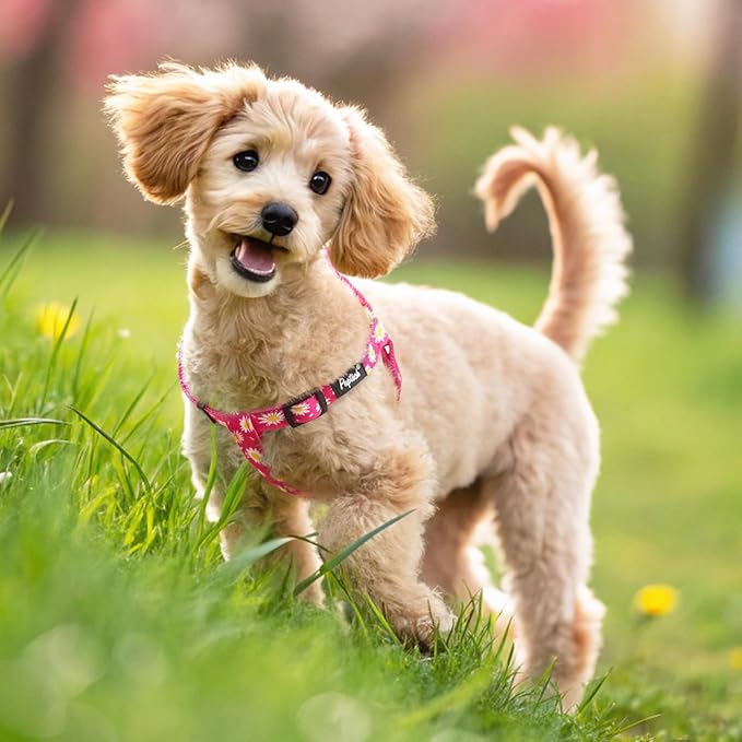 PUPTECK No Pull Dog Harness Soft Adjustable Basic Nylon Step in Puppy Vest Outdoor Walking with ID Tag, Fuchsia Daisy, M