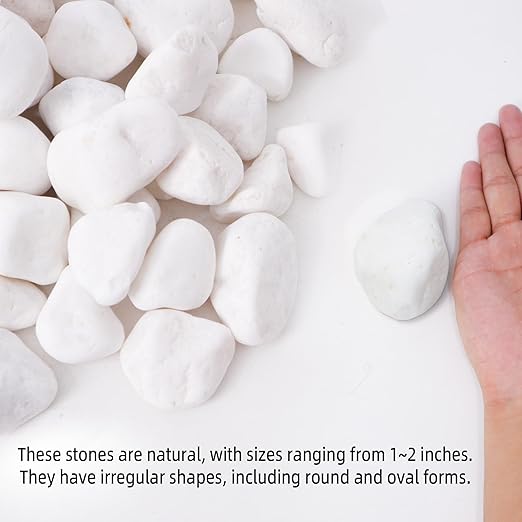 2LB 1"-2" White River Rocks for Plants, Polished Pebbles for Garden Landscaping, Planters, Aquariums, Vase Fillers – Indoor & Outdoor Decor