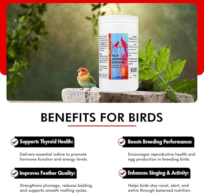 Morning Bird Kelp Granules 16 Oz – Iodine Supplement for Birds – Supports Feather Growth, Molting & Metabolism – Rich in Amino Acids, Trace Minerals & Natural Vitamins – Clean Nutrition for All Birds