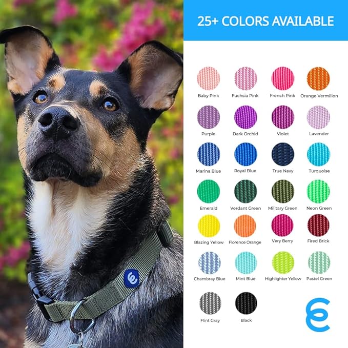Blueberry Pet Essentials Small Dog Collar | Girl Dog Collars Fall | Female Dog Collar Small | Lavender Dog Collars for Small Dogs | Quick Release Dog Collar | Lavender Nylon Dog Collar
