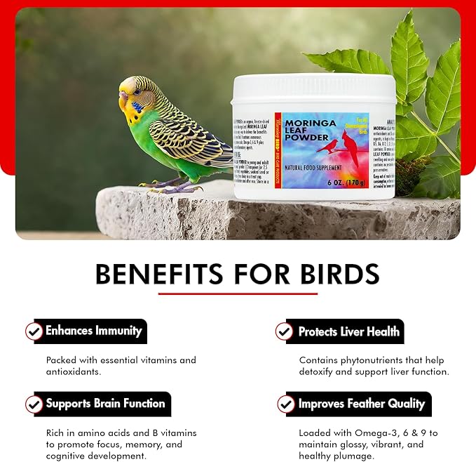 Morning Bird Moringa Leaf Powder 6 oz – Natural Food Supplement for Birds, Rich in Vitamins & Minerals, Boosts Immune System & Energy, Supports Healthy Feathers, Digestion, and Overall Avian Wellness