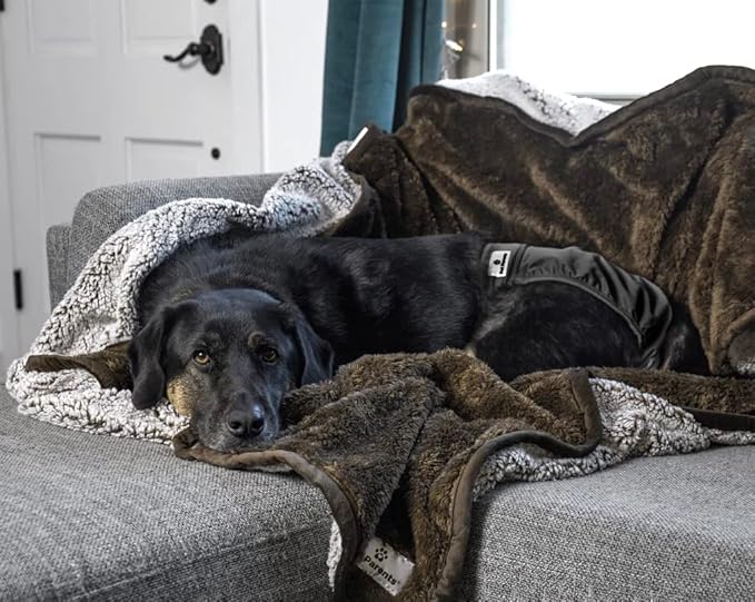 Pet Parents® Washable Dog Diapers (3pack) + Extendrs® of Durable Doggie Diapers, Premium Dog Diapers Female & Male (Medium, Black)