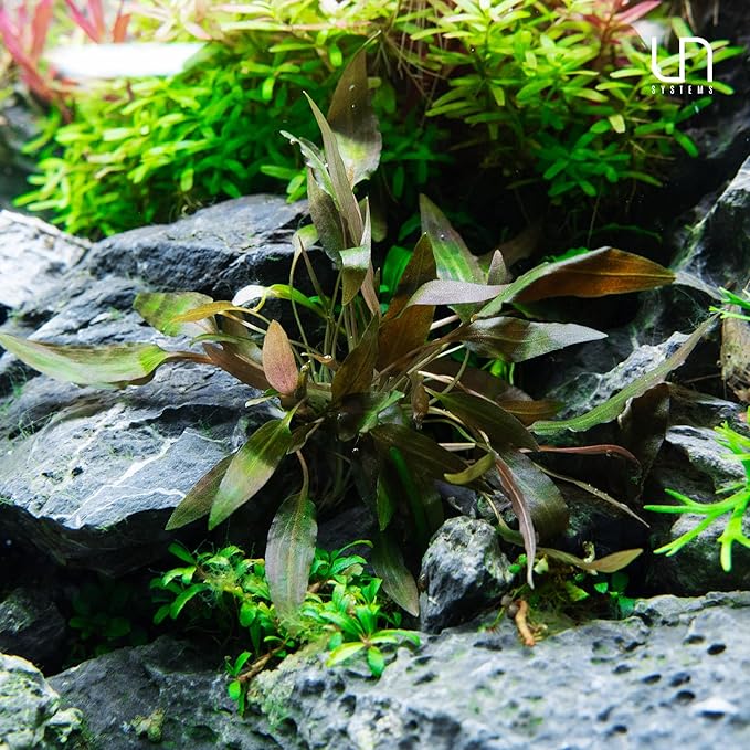 Ultum Nature Systems Cryptocoryne Beckettii Petchii Tissue Culture Live Plant for Aquarium, Aquascape, Freshwater Fish Tanks - 100% Snail Free in Vitro