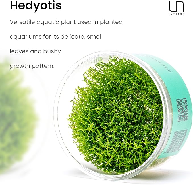 Ultum Nature Systems Hedyotis Salzmannii Tissue Culture Live Plant for Aquarium, Freshwater Fish Tank, Aquascaping - 100% Snail Free in Vitro