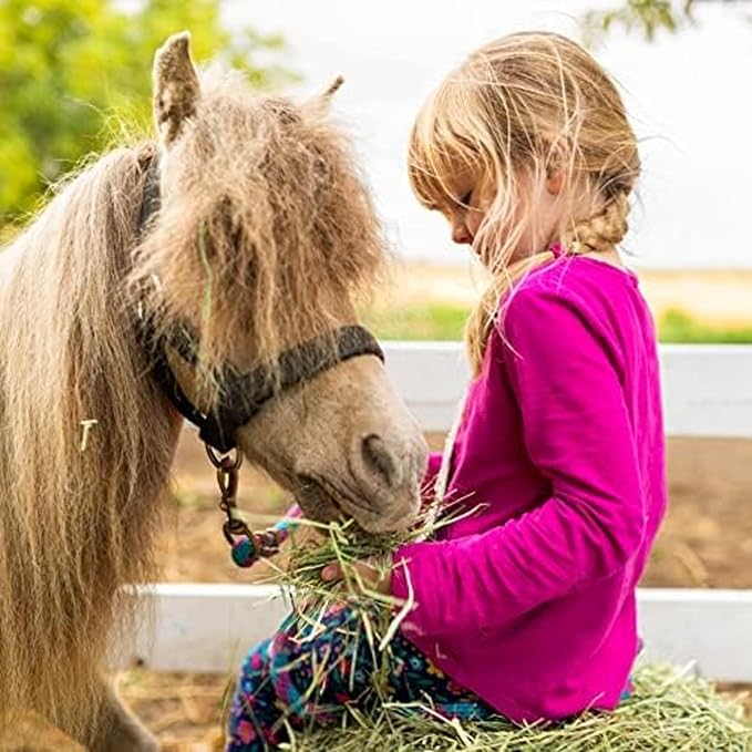 Blue Mountain Hay | Fresh Timothy Hay (24 Ounce) | Great for All Ages | High-Altitude Hay Pet Food for Rabbits, Guinea Pigs, Chinchillas, Hamsters, and Other Small Pets