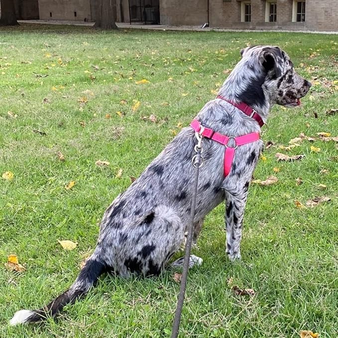 PUPTECK No Pull Dog Harness Soft Adjustable Basic Nylon Step in Puppy Vest Outdoor Walking with ID Tag Medium DeepPink